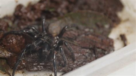 Giant Funnel Web Spider Discovered The Australian
