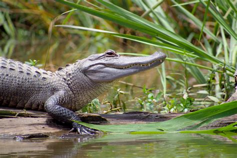 American Alligator Alligator Mississippiensis Jeremy Seto Flickr