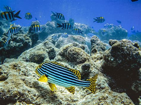 Blue And Yellow Striped Fish · Free Stock Photo
