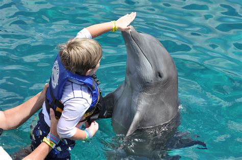 Is It Cruel To Swim With The Dolphins Todays Mama