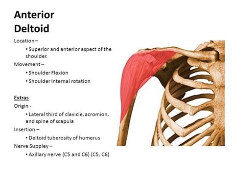 Supraspinatus, infraspinatus, teres minor and subscapularis. anterior deltoid origin and insertion - Google Search ...