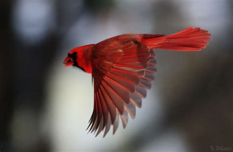 The Cardinal Bird Usa Beauty Of Bird
