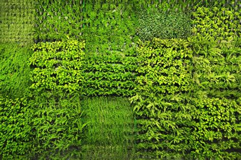 Interior Vertical Garden Texture Vertical Garden Interior Vertical