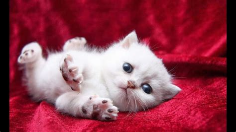 Explore sweet baby angle's (@_sweet_baby_angle_) posts on pholder | see more posts from u/_sweet_baby_angle_ about youniqueamua, cats and aww. Sweet cats on photos - YouTube