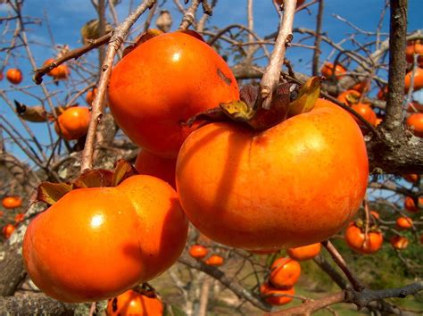 Persimmon, Diospyros Kaki. Sweet Fruit Tree 20 Seeds | Hippeastrums and ...
