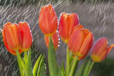Tulips In The Rain Tulips Orange Tulips Rain