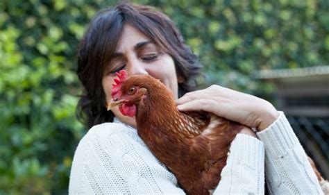 Cdc Warns Against Kissing And Snuggling Chickens And Ducks After