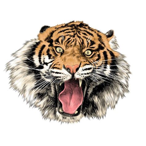 Tiger Mouth Open Stock Illustrations Tiger Mouth Open Stock