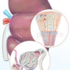 Die renale osteopathie ist mit einer notwendigen. Renale Osteopathie - DocCheck Flexikon