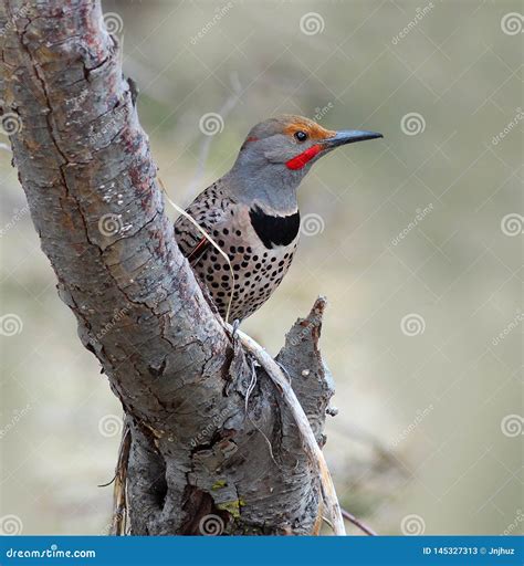 Northern Flicker A Brown Woodpecker Stock Image Image Of Country
