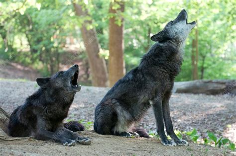 Gray Wolves Howling Stock Image C0137528 Science Photo Library