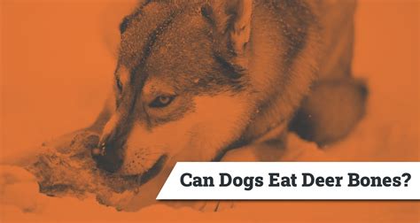 Can Dogs Eat Deer Bones — What Dog Owners Should Know