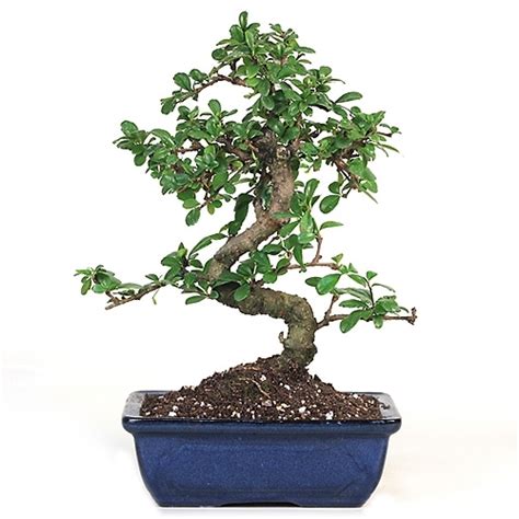 Fukien tea has an attractive gray bark with darker, warty elevated areas. Bonsai - Fujian Tea Bonsai Tree from EasternLeaf.com