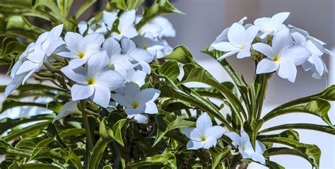 I fiori bianchi amano generalmente gli ambienti freschi e le zone in ombra (mughetto) o a mezz'ombra (gardenia, anemone e magnolia). Las 12 Mejores Plantas para Pérgolas Resistentes a todos ...