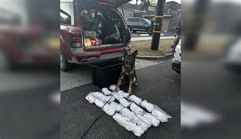 K9 Officer Keisa Sniffs Out 20 Pounds Of Meth As Lapd Dismantles