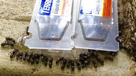 How To Get Rid Of Carpenter Ants And Why You Should