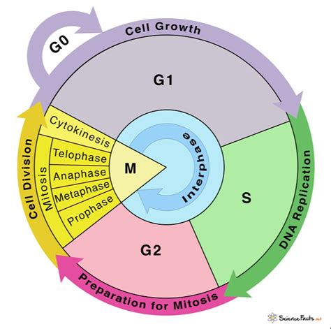 The Cell Cycle Study Guide Inspirit