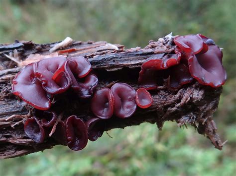 Ascocoryne Cylichnium The Ultimate Mushroom Guide