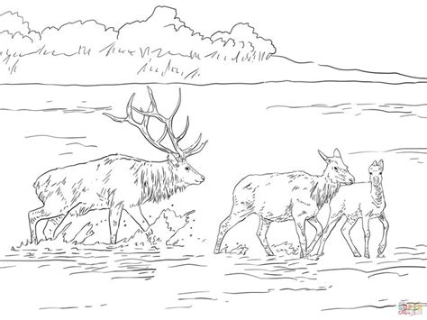 Wenn sie ein mobiltelefon verwenden. Ausmalbild: Rocky-Mountain-Wapiti | Ausmalbilder kostenlos ...
