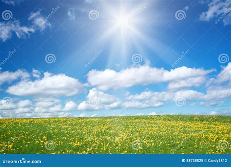 Field With Dandelions And Blue Sky Stock Image Image Of Fluffy
