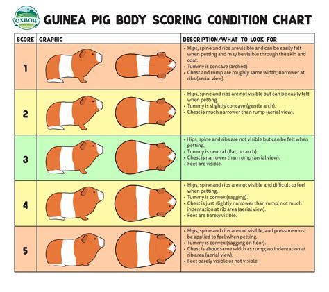 Signs Your Rabbit Or Guinea Pig Is Overweight Or Underweight
