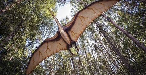 The Fossil Of A Gigantic New Pterosaur Species Discovered In Australia