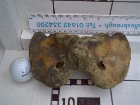 At the cervical region the spinal. HISTORY OF A BECK: Bovine atlas vertebrae