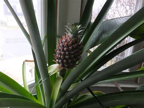 How To Grow Pineapples 7 Steps With Pictures