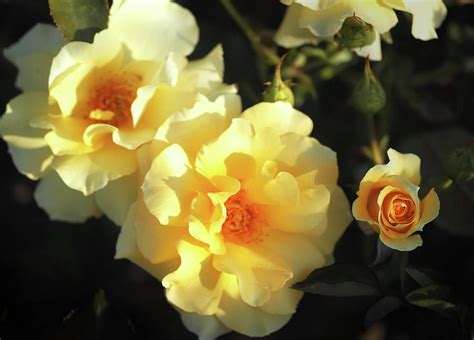 Sparkling Sunsprite Roses Photograph By Jane Loomis Fine Art America