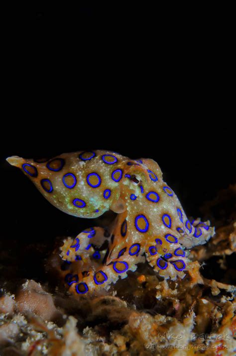 23 Blue Ringed Octopus Ideas