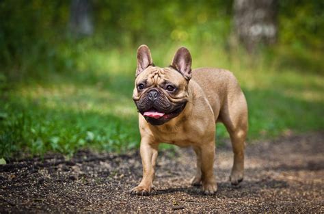 Bouledogue or bouledogue français) is a breed of domestic dog, bred to be companion dogs. French Bulldog Breed Guide | Pet Insurance Review
