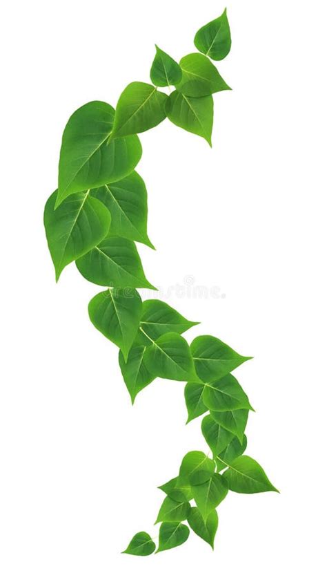 Green Leaves Border Stock Photo Image Of Border Spring 28293498