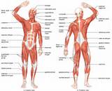 Pictures of Core Muscles List