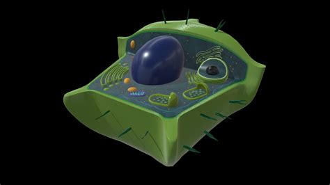Plant Cell 3d Model By University Of New England Archaeology