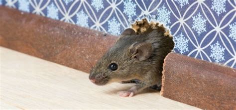 Are Field Mice Having A Field Day In Your Home Brody Brothers Pest