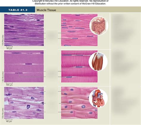 Chapter 12 Muscle Diagram Smooth Muscle Tissue Cell D