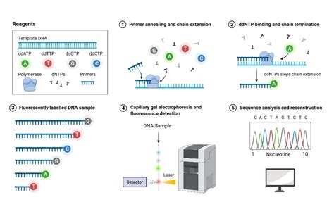 Sanger Sequencing Method Principle And Steps Microbe Online