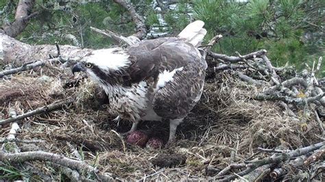 Osprey At Loch Of The Lowes Reserve Lays Second Egg Bbc News