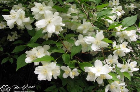 Find help and information on philadelphus 'starbright' mock orange mockorange, including varieties and pruning advice. Mock Orange - Starbright | Floral Acres