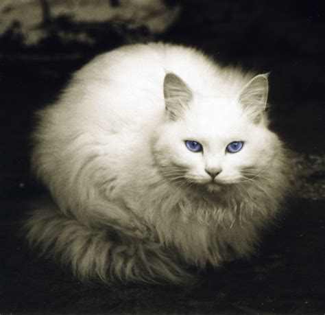 White Cat Blue Eyes Simona Flickr