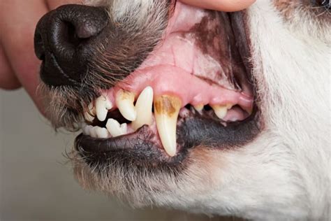 How To Stop And Prevent Periodontal Disease In Dogs Cave Creek Vets