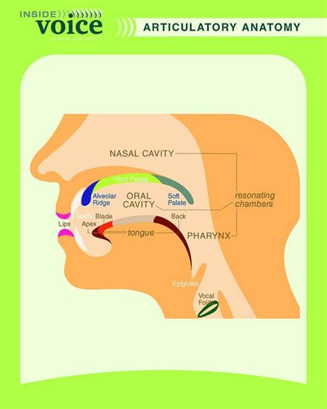 Phonetics Poster Articulatory Anatomy This Can Be Posted In A