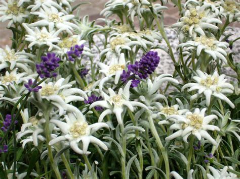 Edelweiss The Swiss National Flower A Beautiful Wildflower Wild