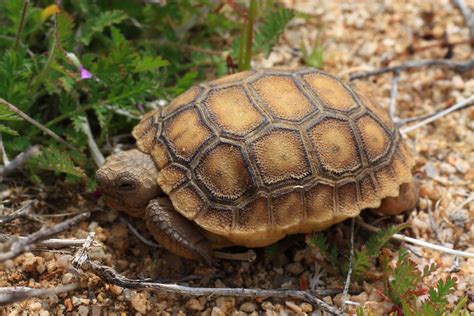 Baby Desert Tortoise This Cute Little Guy Was So Small I H Flickr