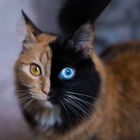 Quimera A Beautiful Cat Whose Adorable Face Is Perfectly Divided In