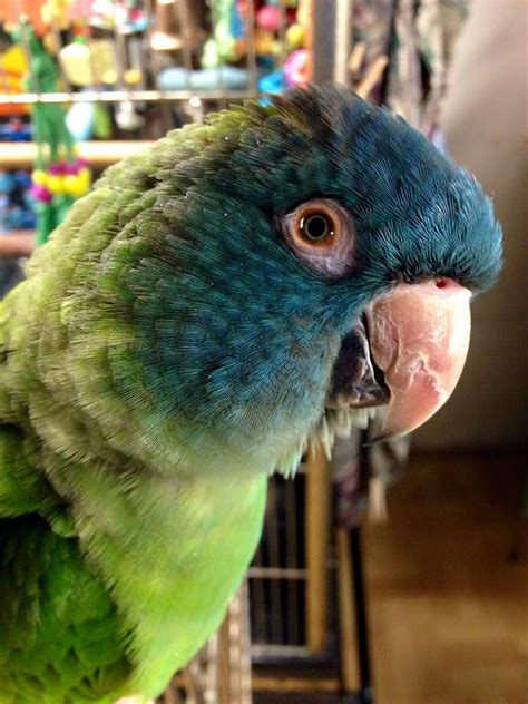 Pin By Stephannie Wencke On Blue Crown Conures Blue Crown Conure Parrot