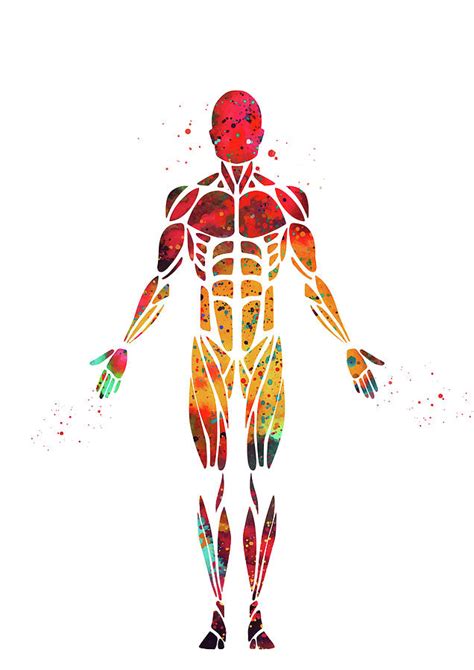Male Muscular System Anatomy Digital Art By Erzebet S Fine Art America