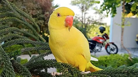 Amazing Yellow Ringneck Parrot Youtube