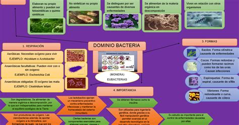 Tareas De Biología Mapa Mental 9 Dominio Bacteria