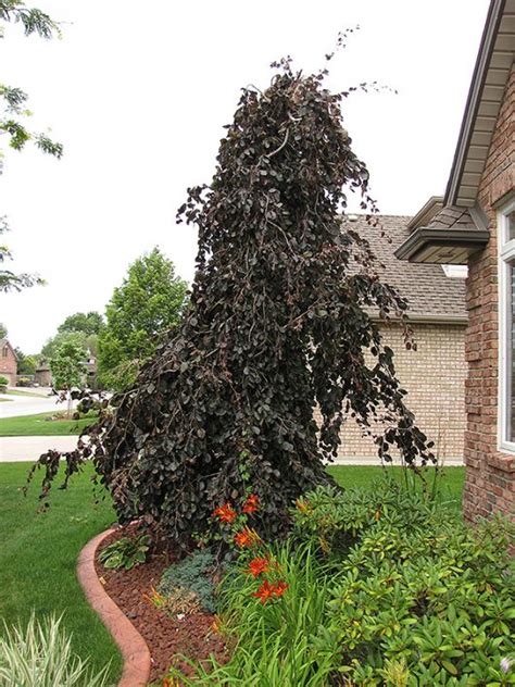 Fagus Purple Copper Beech Weeping 100l Pot Hello Hello Plants